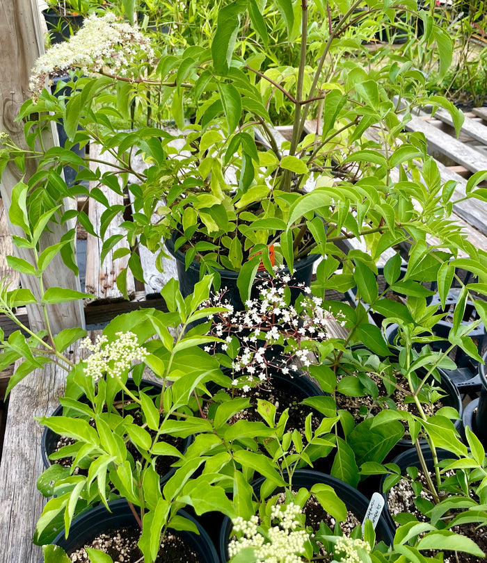 ELDERBERRY 'Native' --Sambucus canadensis--