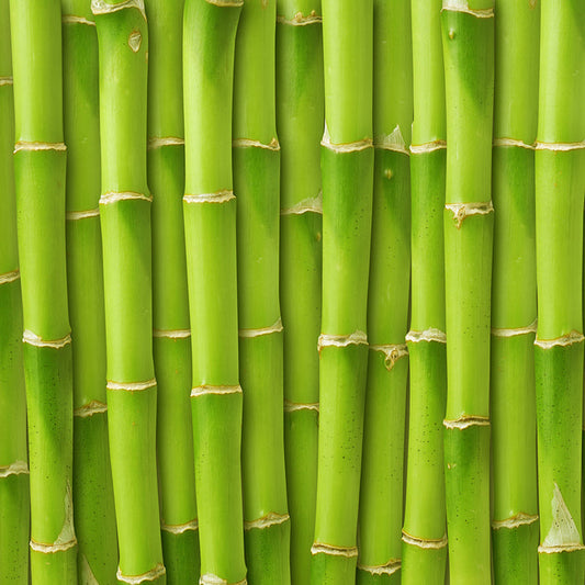 Fresh Bamboo Fragrance Oil 349